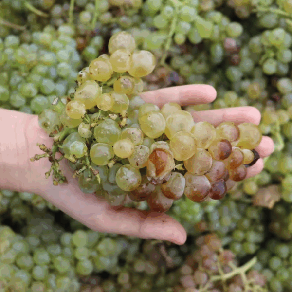 Cristia Chateauneuf du Pape Blanc - Afbeelding 2