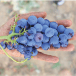 Cristia Côtes du Rhône Vieilles Vignes - Afbeelding 3