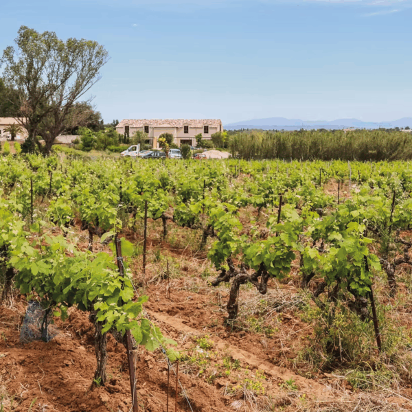 Cristia Grenache - Afbeelding 2