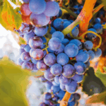 Cristia Ventoux - Afbeelding 2