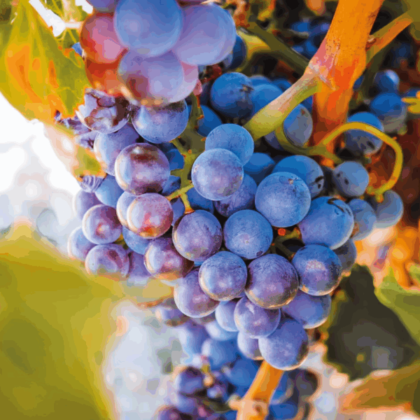 Cristia Ventoux - Afbeelding 2