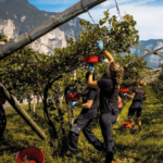 Endrizzi Chardonnay - Afbeelding 2