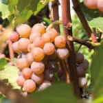 Endrizzi Gewürztraminer - Afbeelding 2