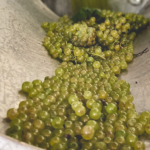 Endrizzi Chardonnay - Afbeelding 3