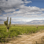 Kaiken Terroir Series Torrontés - Afbeelding 2