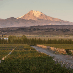 Kaiken Estate Malbec - Afbeelding 2