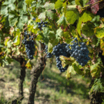 Rivetto Nebbiolo Langhe - Afbeelding 3