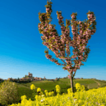 Rivetto Barbera d'Alba Zio Nando - Afbeelding 4