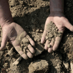 Rivetto Barolo del Comune di Serralunga Magnum - Afbeelding 4