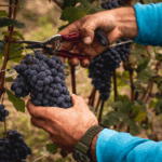 Rivetto Barolo del Comune di Serralunga d'Alba - Afbeelding 2