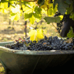 Stiegelmar Zweigelt Pur - Afbeelding 3