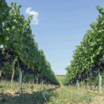 Stiegelmar Zweigelt Pur - Afbeelding 2