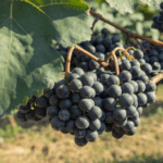 Stiegelmar Blaufrankisch - Afbeelding 3