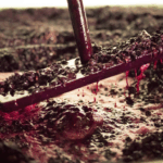 Stiegelmar Blaufrankisch - Afbeelding 2