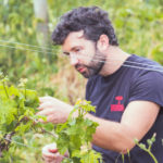 Tenuta Serpaia Meria - Afbeelding 3
