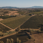 Tenuta Serpaia Serpaiolo - Afbeelding 4