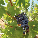 Tenuta Serpaia Serpaiolo - Afbeelding 3