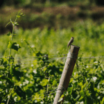 Petit Paradis Saint Chinian - Afbeelding 4