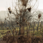 Domein Holset Raarberg Chardonnay Extra Brut - Afbeelding 4