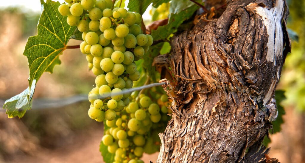 Pinot grigio bestellen bij de Heeren