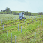 Endrizzi Müller Thurgau - Afbeelding 2