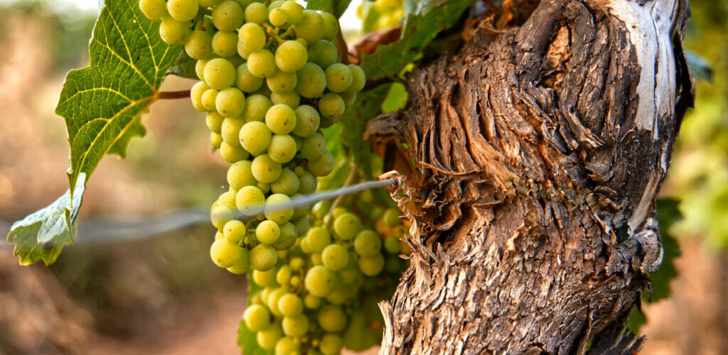 Chardonnay bestellen bij Heeren van de Wijn