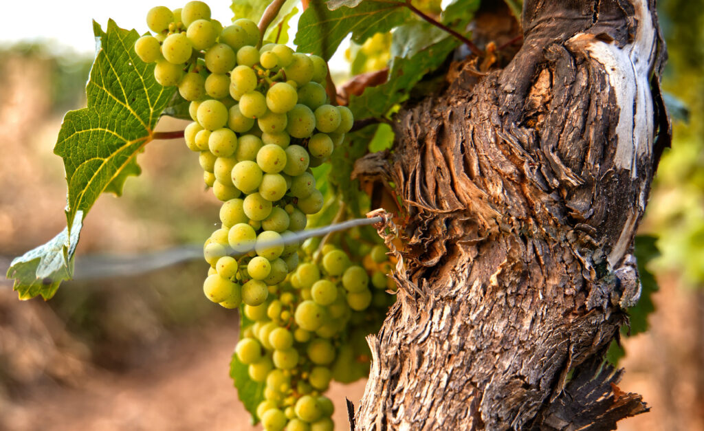 Riesling bestellen bij Heeren van de Wijn