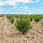 Tempore Independent Garnacha Blanca - Afbeelding 2