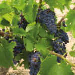 Tempore Independent Garnacha - Afbeelding 2