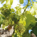 Tempore Independent Garnacha - Afbeelding 4