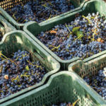 Tempore Dieciochoo 18² - Afbeelding 2