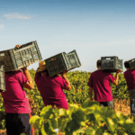 Tempore Symphony Tinto - Afbeelding 4