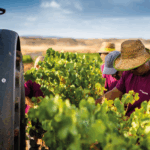 Tempore Symphony Garnacha Blanca - Afbeelding 4