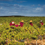 Tempore Independent Rosado - Afbeelding 2