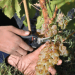 Tempore Generación '50 Garnacha Blanca - Afbeelding 3