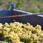 Tempore Independent Garnacha Blanca - Afbeelding 3