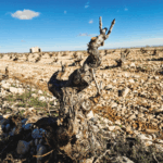 Tempore Symphony Garnacha Blanca - Afbeelding 3