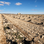 Tempore Independent Garnacha Blanca - Afbeelding 4