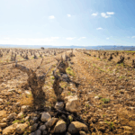 Tempore Independent Rosado - Afbeelding 4