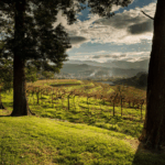 Pazo de San Mauro Albariño - Afbeelding 4