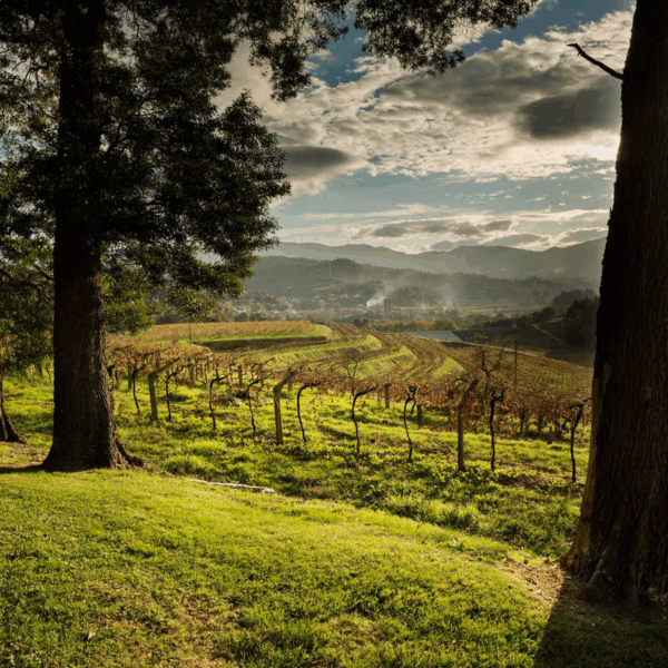 Pazo de San Mauro Albariño - Afbeelding 4