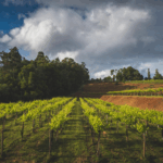 Pazo de San Mauro Albariño Magnum - Afbeelding 3