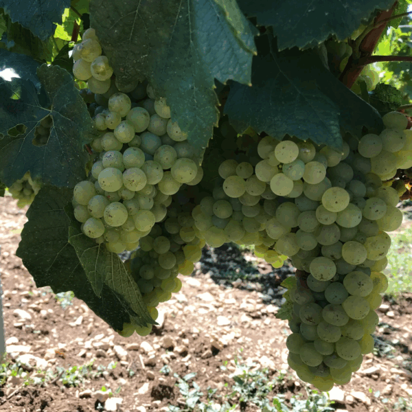 Domaine Vincent Wengier Chablis - Afbeelding 2