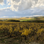 Domaine Wengier Bourgogne Pinot Noir - Afbeelding 2