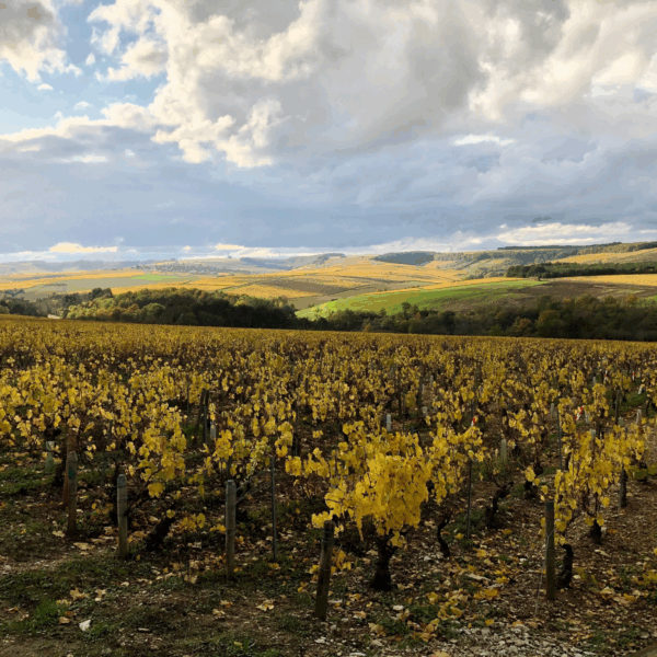 Domaine Wengier Bourgogne Pinot Noir - Afbeelding 2