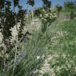 Rivetto Barbera Zio Nando 3 ltr - Afbeelding 4