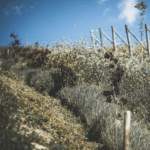 Rivetto Barolo Briccolina 2018 - Afbeelding 4