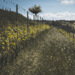 Rivetto Barolo Leon Riserva 2017 - Afbeelding 2