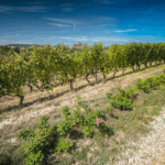 Rivetto Barbera Zio Nando Magnum 2020 - Afbeelding 2