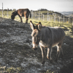 Rivetto Barbera Zio Nando Magnum 2020 - Afbeelding 3